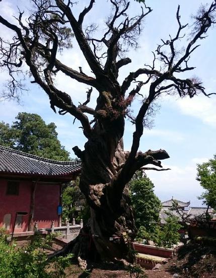 西昌泸山光福寺“九龙汉柏”