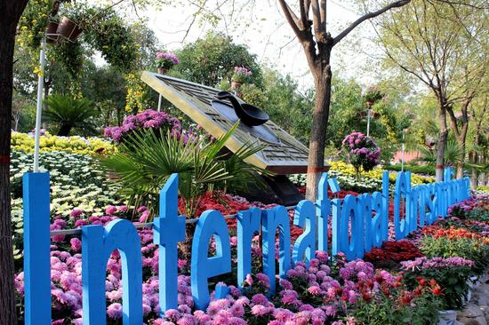 菊花文化節滿園菊香