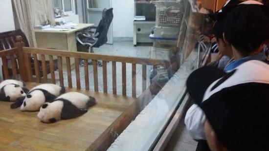 活动第四站：大熊猫繁育研究基地