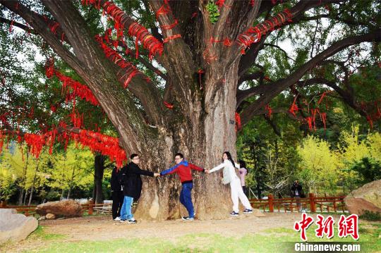 8名成人合围才能抱住银杏树。马芙蓉 摄