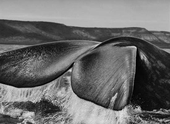 南露脊鲸。摄于阿根廷瓦尔德斯半岛（2004年）