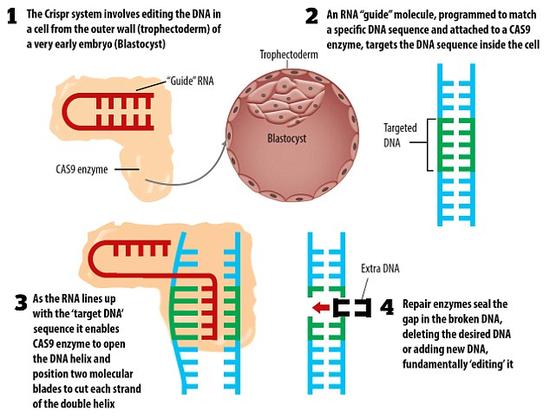 图为Crispr/Cas9技术的工作原理，即先“切开”DNA的双螺旋，从中删去一小段，或加上新的一段