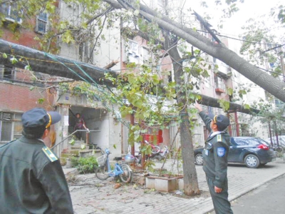 傾倒的大樹倒在路南的泡桐樹上，居民樓的玻璃被砸爛。