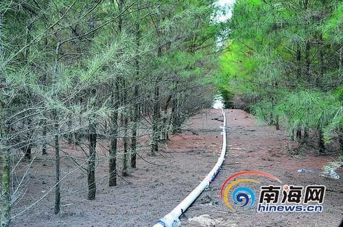 树林里延伸的虾塘排污管道。 (昌江县检察院供图)