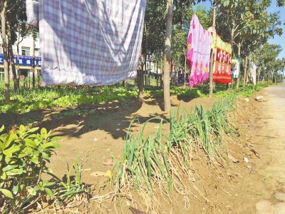 西三環、西四環部分綠化帶成“私家菜園”