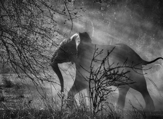 赞比亚的非洲象。摄于赞比亚卡富埃国家公园（2010年）