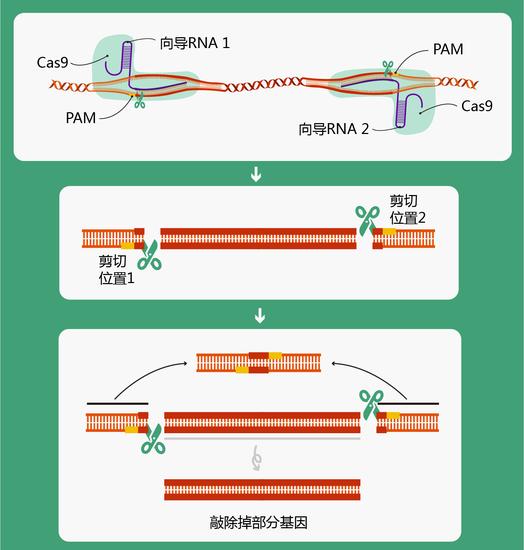 图2  CRISPR/Cas9技术敲除掉部分基因原理图（绘图 肖媛）