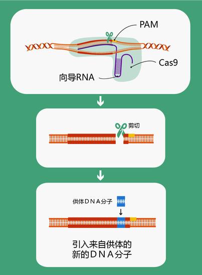 图3  CRISPR/Cas9技术插入新基因原理图（绘图 肖媛）
