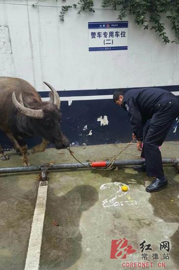 民警将水牛拴在派出所院内
