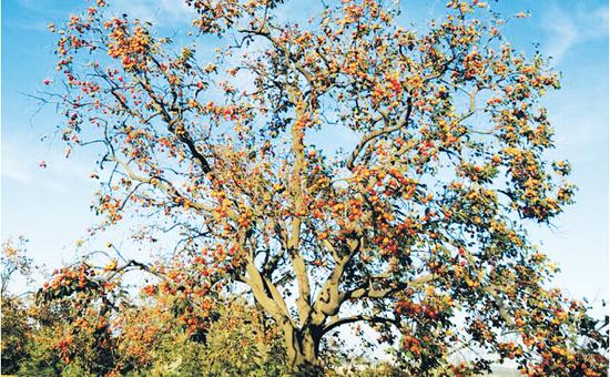 天很藍，柿子很紅
