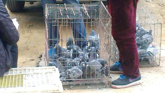 鄭州價值80萬元信鴿被盜 被菜市場里當肉鴿賣