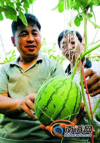 热科院培育的精品小西瓜。本报记者苏晓杰摄