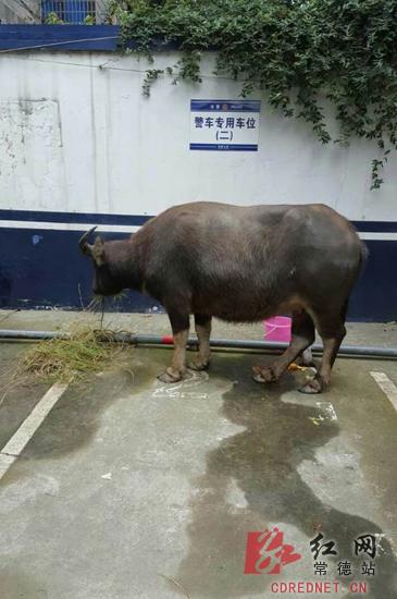 民警给水牛找来青草喂养