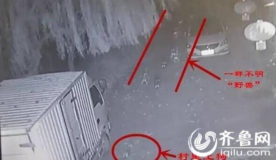 胶州村庄神秘“野兽”出没。(视频截图)