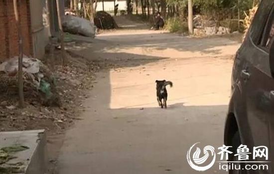 胶州村庄神秘“野兽”出没，趁夜咬死村里土狗。（视频截图）