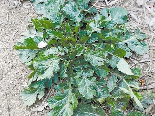 女子吃野菜中毒 晒太阳头发肿
