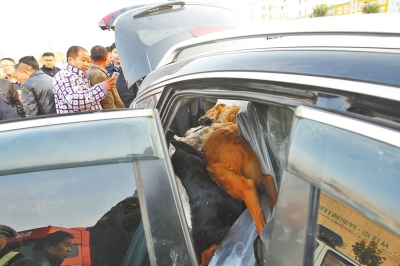 商丘高速交通事故现偷狗团伙 后备厢塞满死狗