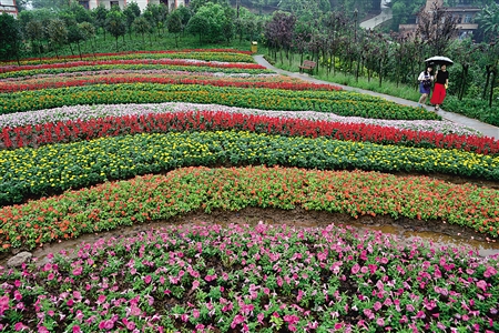 10万株菊花绽放快到沙区凤凰花海赏菊品秋