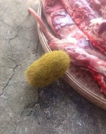 男子杀猪取出怪蛋疑为 名贵 药材 专家质疑就是