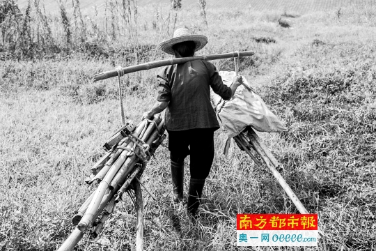 68岁的李宝群在西江边挑柴。