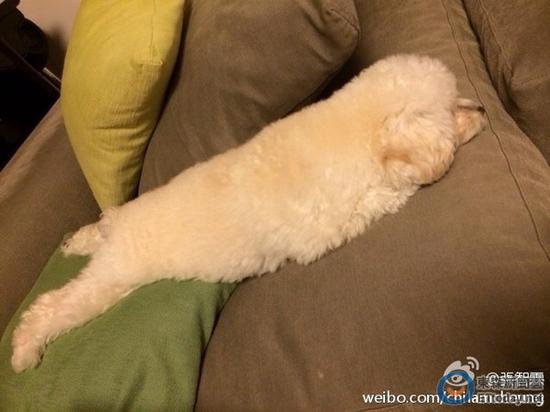 張智霖家中飼養(yǎng)取名為“帶金”的狗