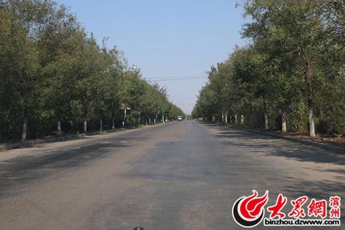 桑王路两侧的绿化情况