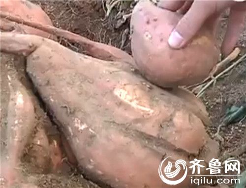和一般地瓜相比，這一株地瓜苗結出來的地瓜個頭都比較大。(視頻截圖)