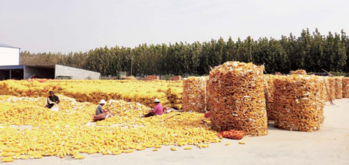 在汶上县种粮大户张道立家， 玉米堆积起来还不敢卖。 本报记者 朱洪蕾 摄