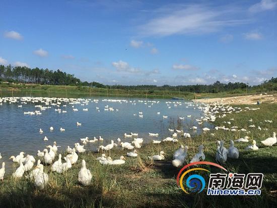 位于澄迈县永发镇新吴地区的“虫—鱼—鸭—菜”种养基地。南海网记者李晓梅摄