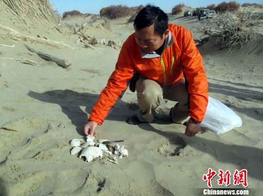 兰州大学资源环境学院教授董广辉为尸骨拍照做标记，编号。　杨东　摄
