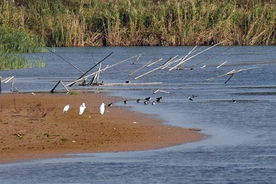 高青国际温泉慢城内一些水鸟在水边嬉戏、小憩。