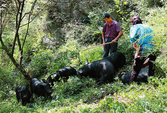 黑豬正在山林“晨練”。    吳燕峰攝