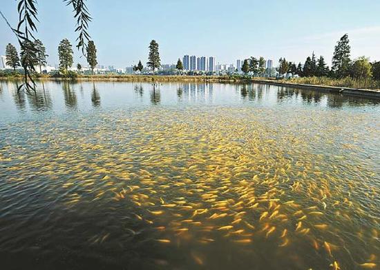 武汉一高校池塘上万条锦鲤浮在水面