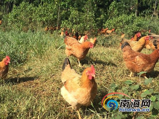 在养殖基地里“散步”的鸡，张宝琴称它们为“吃虫子的鸡”。南海网记者李晓梅摄