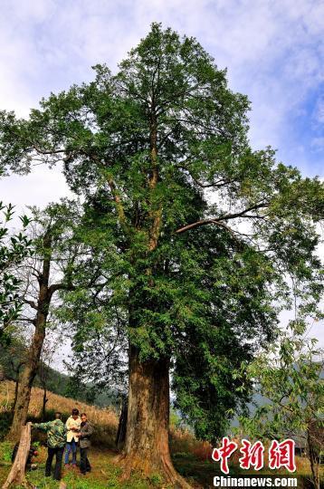 1300多年的古红豆杉。唐明登摄