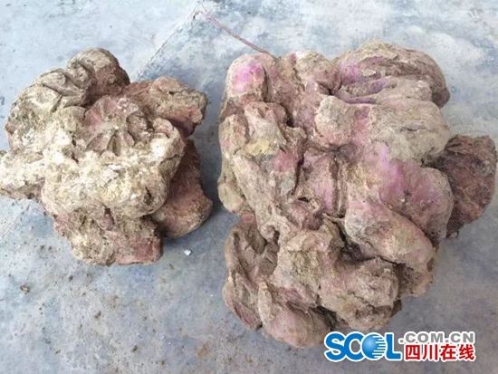 左边的红苕重7斤,右边的红苕重16斤。