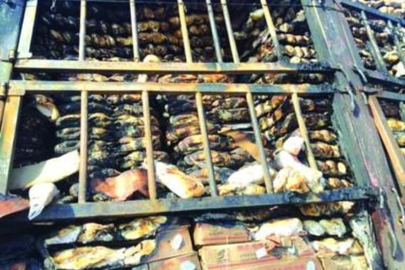 安徽一货车起火数万冻鸭变“烤鸭” 