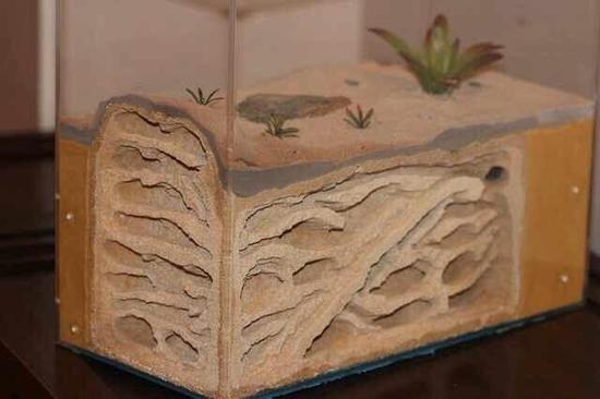 成都奇葩宠物玩家千元买只蚂蚁 只为看它们搬