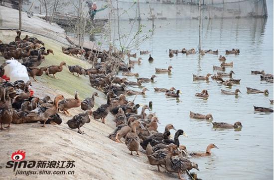 寻味扬州丨偷的浮生半日闲 品鲜赏湖农家乐