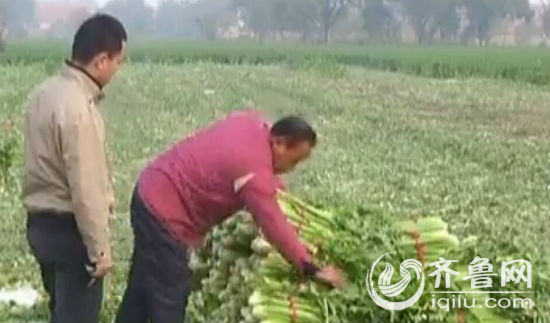 　菜农告诉记者，还有两、三天自己的芹菜就能卖完（视频截图）