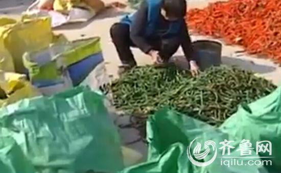 省供銷社聯系地方供銷系統及收購辣椒的企業,趕往聊城菜地進行實地考察。