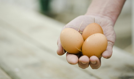 多吃鸡蛋死亡率更高吗