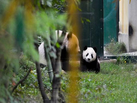 去年“福豹”满周岁时，和妈妈在奥地利美泉宫动物园熊猫馆里玩耍。