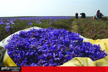 藏红花原产于希腊、西班牙、伊朗等欧洲及中东地区，后经西藏传入我国。