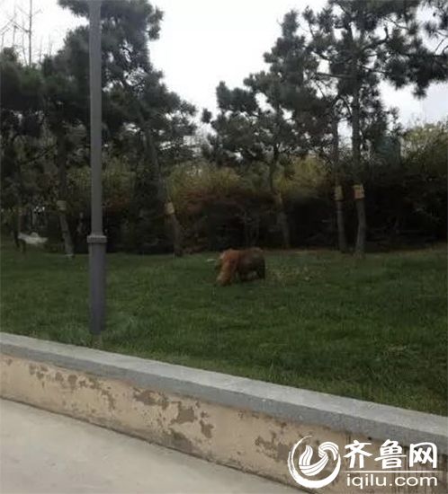 網友拍攝到的照片