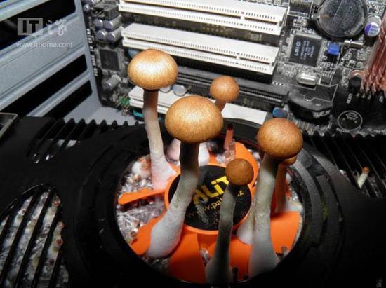 国外网友电脑一个月没用 显卡长出蘑菇