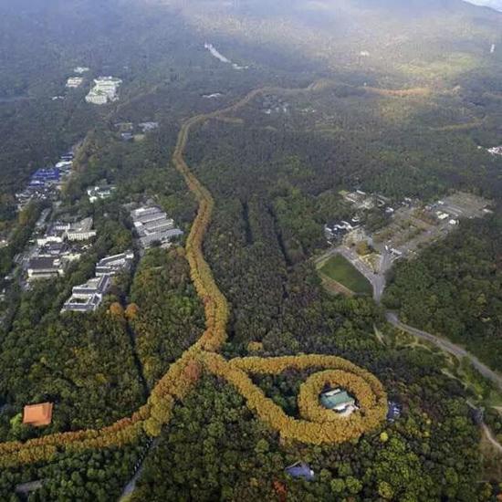 昨天不少市民的手机里都被一幅颇为梦幻的航拍照片刷屏了，夕阳下的南京东郊风景区，金黄色的梧桐树串成一条金色的“项链”，而不少熟悉地貌的人都认出这“项链”下坠着的“宝石”正是美龄宫。