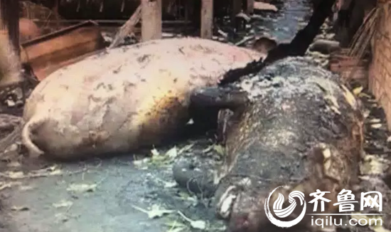 不幸惨死的猪们