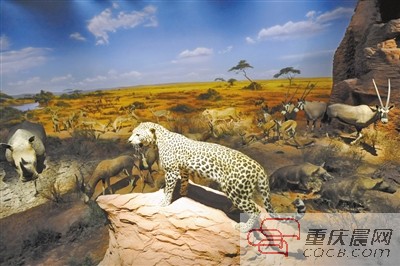 北碚自然博物馆新馆开放3万平方免费看恐龙化