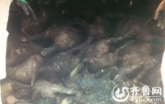 不幸惨死的猪们